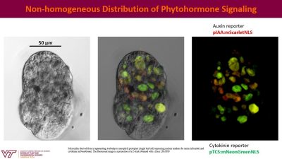 Microcallus derived from a regenerating Arabidopsis mesophyll protoplast (single leaf cell) expressing nuclear markers for auxin (mScarlet) and cytokinin (mNeonGreen). The fluorescent image is a projection of a Z-stack obtained with a Zeiss LSM 880.   Images courtesy of Bas Bargmann 