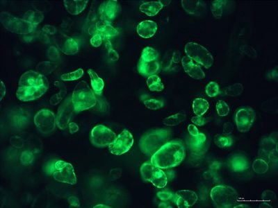 Cannabis cells expressing a green fluorescent protein reporter gene