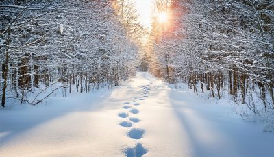 A snowy forest  path with footprints. 