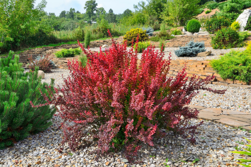 Japanese barberry is an invasive, non-native woody plant that can grow 3 to 6 feet tall with a similar width. It was introduced in the United States as an ornamental plant. Photo courtesy of Adobe Stock.
