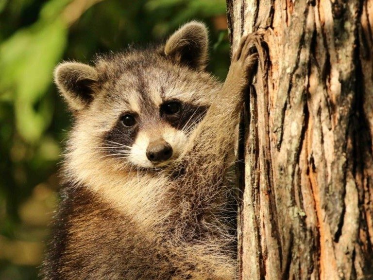 An interdisciplinary team at Virginia Tech will explore the risk of SARS-CoV-2, the virus that causes COVID-19, infections in wildlife communities, such as raccoons. Photo by Joseph Hoyt for Virginia Tech.