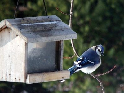 Attract winged friends with these bird feeders