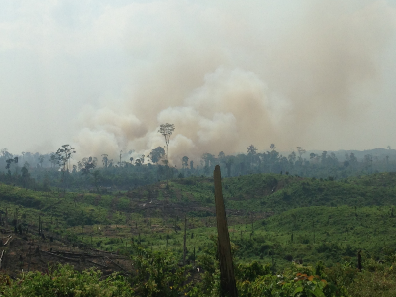 landscape showing deforestation