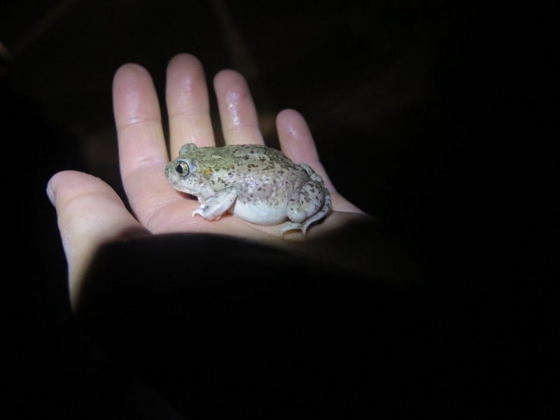frog in a hand (is worth two in the bush ;)