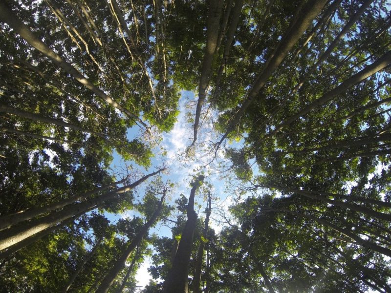 Tree canopy declining from below view