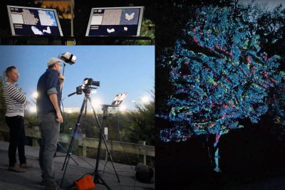 Intersecting science and art collaboration highlights invasive species research