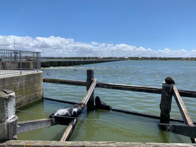 The barrage, on the left of this image, is between Lake Alexandrina, a freshwater lake, and the Coorong Lagoons, surrounded by seawater, and the adjustable gates of the barrage allow water managers to minimize the salinity levels in Lake Alexandrina. Photo courtesy of Cayelan Carey.