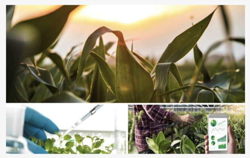 A collage shows a corn field, a scientist using a pipet on newly sprouted plants, and a researcher in a greenhouse, who is holding a photo with data analytics on it. Photo courtesy of Adobe Stock.